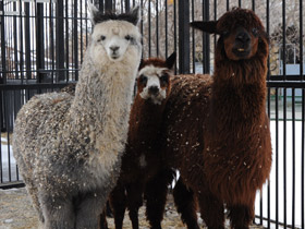 Смотреть фото Альпака Фото Альпака