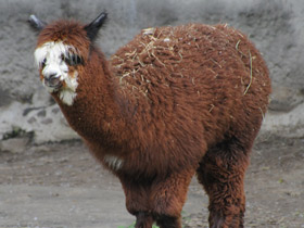 Альпака Альпака