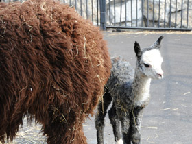 Смотреть фото Альпака Фото Альпака