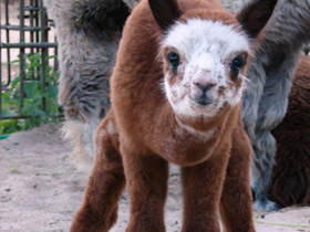 Смотреть фото Альпака Фото Альпака
