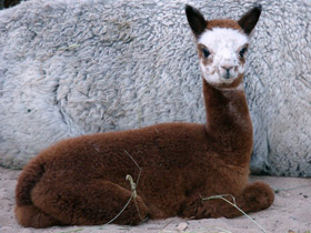 Смотреть фото Альпака Фото Альпака