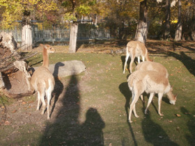 Смотреть фото Викунья Фото Викунья