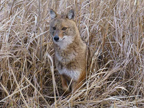 Смотреть фото Волки Фото Волки