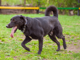 Домашние животные Домашние животные