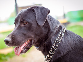 Смотреть фото Собака домашняя Фото Собака домашняя