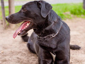 Смотреть фото 15 смешных фактов о животных. Часть 2. Фото 15 смешных фактов о животных. Часть 2.