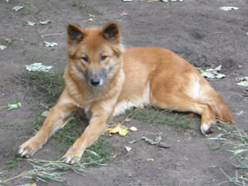 Смотреть фото Дикие собаки Фото Дикие собаки