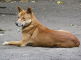 Смотреть фото Динго Фото Динго