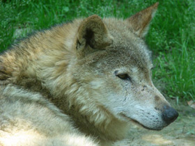 Смотреть фото Волк Фото Волк
