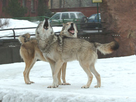 Смотреть фото Волк Фото Волк