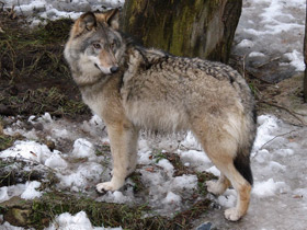 Смотреть фото Волк Фото Волк