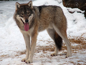 Смотреть фото Кошки или собаки? Фото Кошки или собаки?