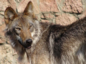 Смотреть фото Волк Фото Волк