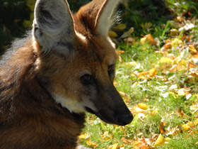 Смотреть фото Гривистый волк Фото Гривистый волк