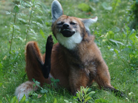 Смотреть фото Гривистый волк Фото Гривистый волк