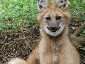 Смотреть фото Гривистый волк Фото Гривистый волк