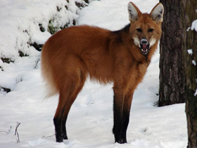 Смотреть фото Гривистый волк Фото Гривистый волк