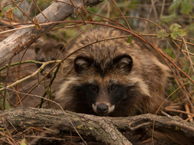 Смотреть фото Енотовидная собака Фото Енотовидная собака