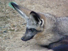 Смотреть фото Большеухая лисица Фото Большеухая лисица