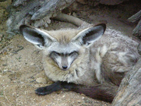 Смотреть фото Большеухая лисица Фото Большеухая лисица