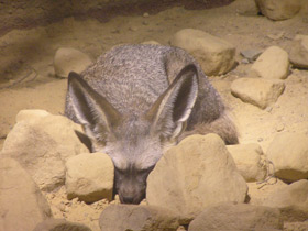 Смотреть фото Большеухая лисица Фото Большеухая лисица