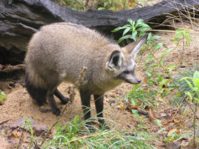 Смотреть фото Большеухая лисица Фото Большеухая лисица
