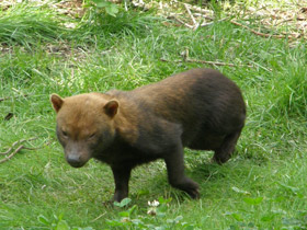 Смотреть фото Кустарниковая собака Фото Кустарниковая собака