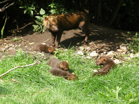 Смотреть фото Кустарниковая собака Фото Кустарниковая собака