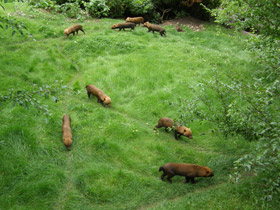 Смотреть фото Кустарниковая собака Фото Кустарниковая собака