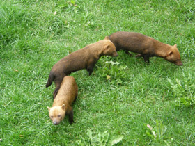 Смотреть фото Кустарниковая собака Фото Кустарниковая собака