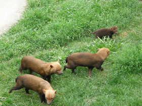 Смотреть фото Кустарниковая собака Фото Кустарниковая собака