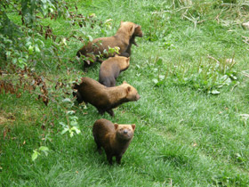 Смотреть фото Кустарниковая собака Фото Кустарниковая собака