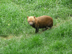 Смотреть фото Кустарниковая собака Фото Кустарниковая собака