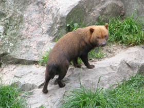 Смотреть фото Кустарниковая собака Фото Кустарниковая собака
