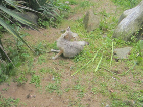 Смотреть фото Американская лисица Фото Американская лисица