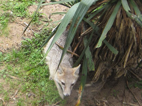 Смотреть фото Американская лисица Фото Американская лисица