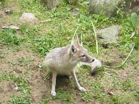 Смотреть фото Американская лисица Фото Американская лисица