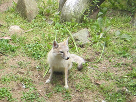 Смотреть фото Американская лисица Фото Американская лисица