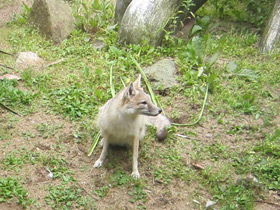 Смотреть фото Американская лисица Фото Американская лисица