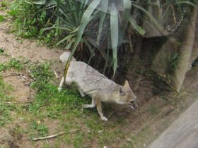 Смотреть фото Американская лисица Фото Американская лисица