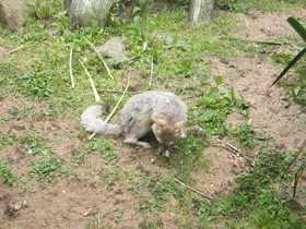 Смотреть фото Американская лисица Фото Американская лисица