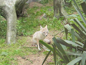 Смотреть фото Американская лисица Фото Американская лисица