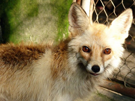 Фото Лисица