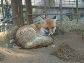 Смотреть фото Зачем животным хвосты. 10 чудесных функций Фото Зачем животным хвосты. 10 чудесных функций