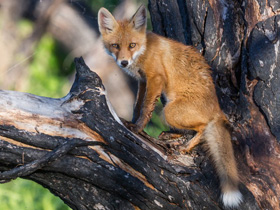 Смотреть фото Малыши с зеленой площадки Фото Малыши с зеленой площадки