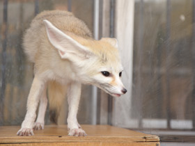 Смотреть фото Фенек Фото Фенек