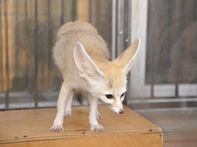 Смотреть фото Фенек Фото Фенек