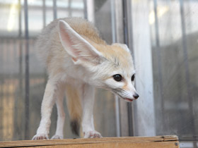 Смотреть фото Фенек Фото Фенек