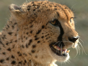 Гепард Гепард