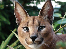 Смотреть фото Каракал Фото Каракал